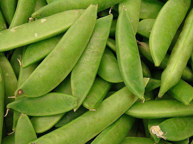 ilustrasi kacang kapri (commons.wikimedia.org/Forest & Kim Starr)