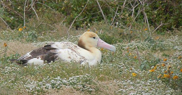 5 Fakta Unik Short Tailed Albatross, Umurnya hingga 45 Tahun!