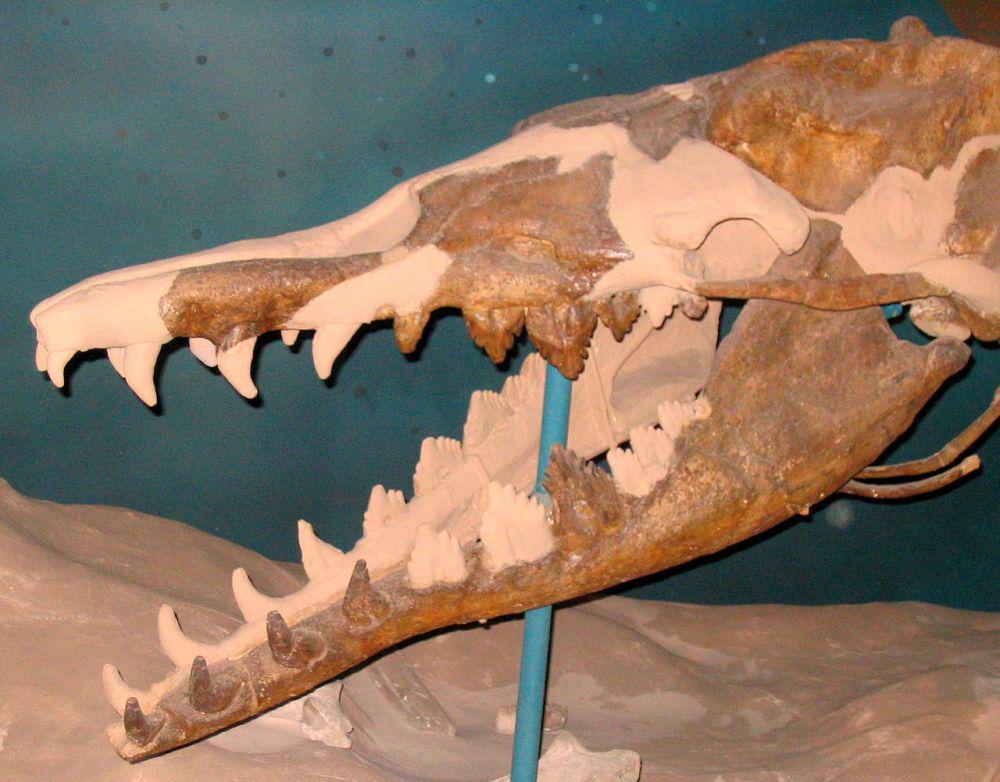 Rekonstruksi tengkorak Basilosaurus (en.m.wikimedia.org/Quadell)