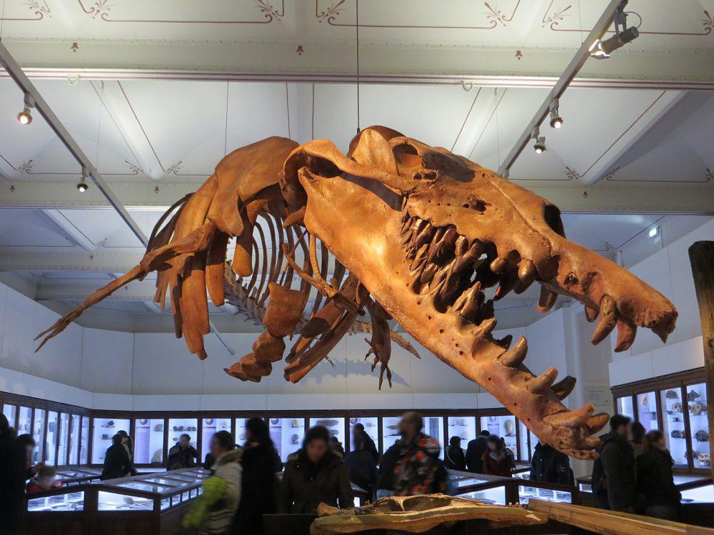 Rekonstruksi kerangka Basilosaurus (zh.wikimedia.org/Asmoth)