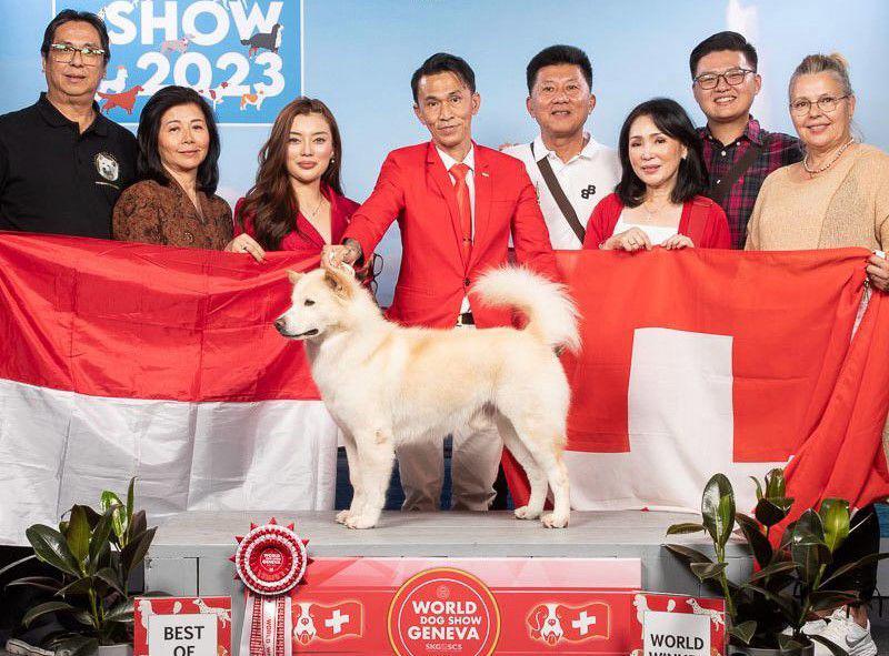 Anjing Kintamani dalam suatu kontes. (Anjingkintamanibali.com)