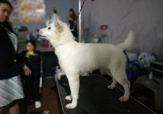Anjing Kintamani. (Ditjenpkh.pertanian.go.id)