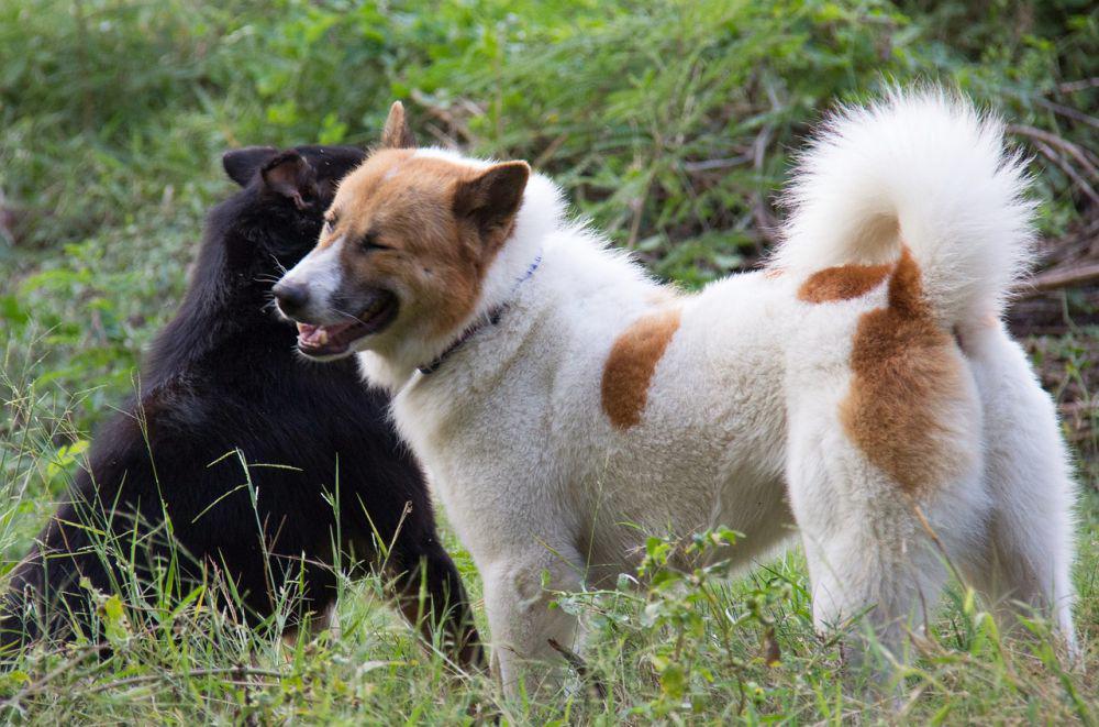 Anjing Bangkaew (kanan) dengan corak di bulunya. (Pixabay.com/BuyMeACoffee)