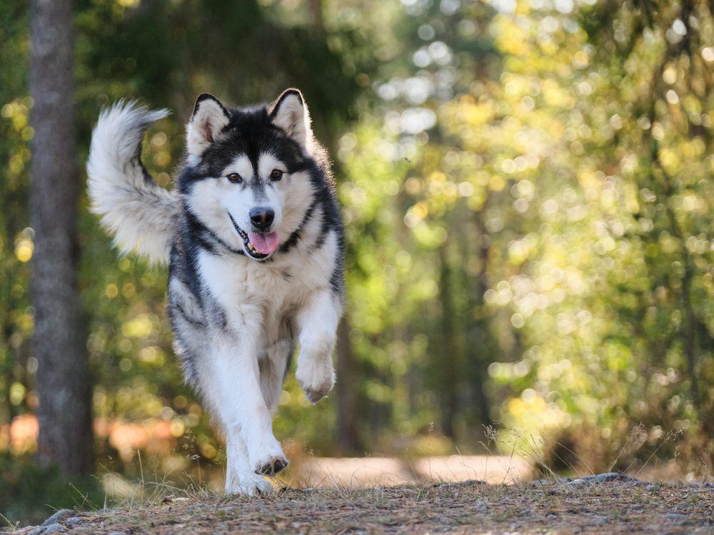 Anjing Klee Kai Alaska mirip dengan Siberian Husky. (Pixabay.com/Lazyboness)
