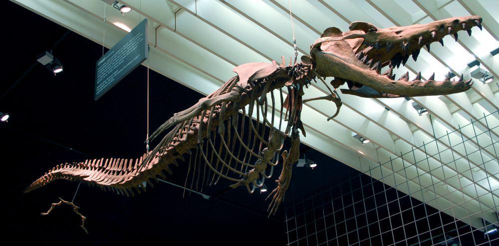 Rekostruksi kerangka Dorudon, salah satu makanan utama Basilosaurus (commons.wikimedia.org/EvaK)