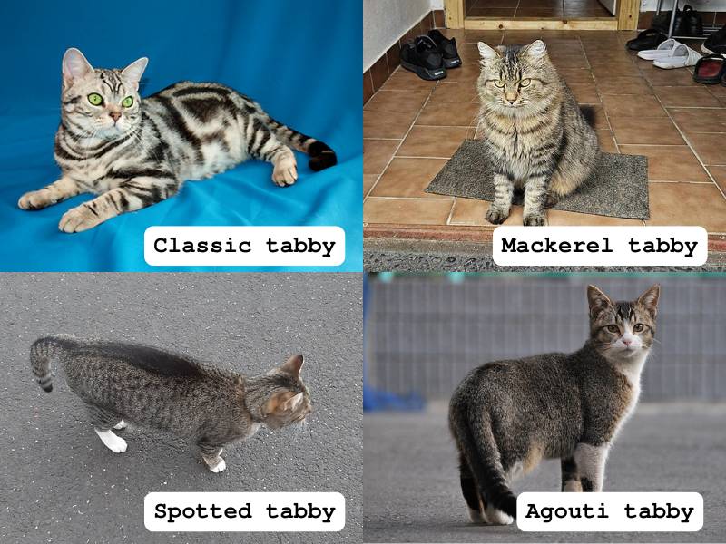Jenis-jenis kucing mujair atau tabby ( odin_aka_zero-one | VANOCE2022 | К.Артём.1 | Hisashi from Japan via Wikimedia Commons)