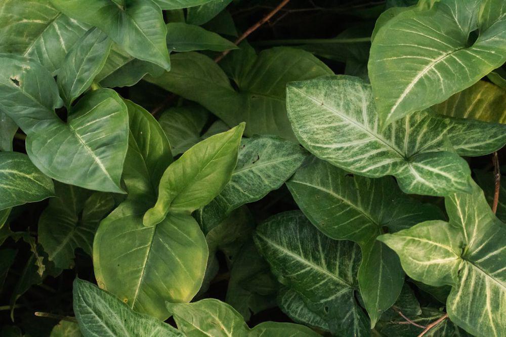 ilustrasi tanaman Syngonium (pexels.com/Lucas Pezeta)