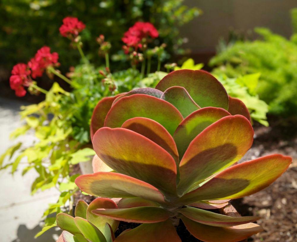 ilustrasi kalanchoe luciae (Kalanchoe luciae)