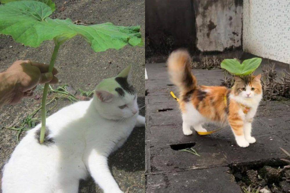 kolase potret kucing pakai payung penutup kepala daun (x.com/DontShowYourCat I reddit.com/selvesmake)