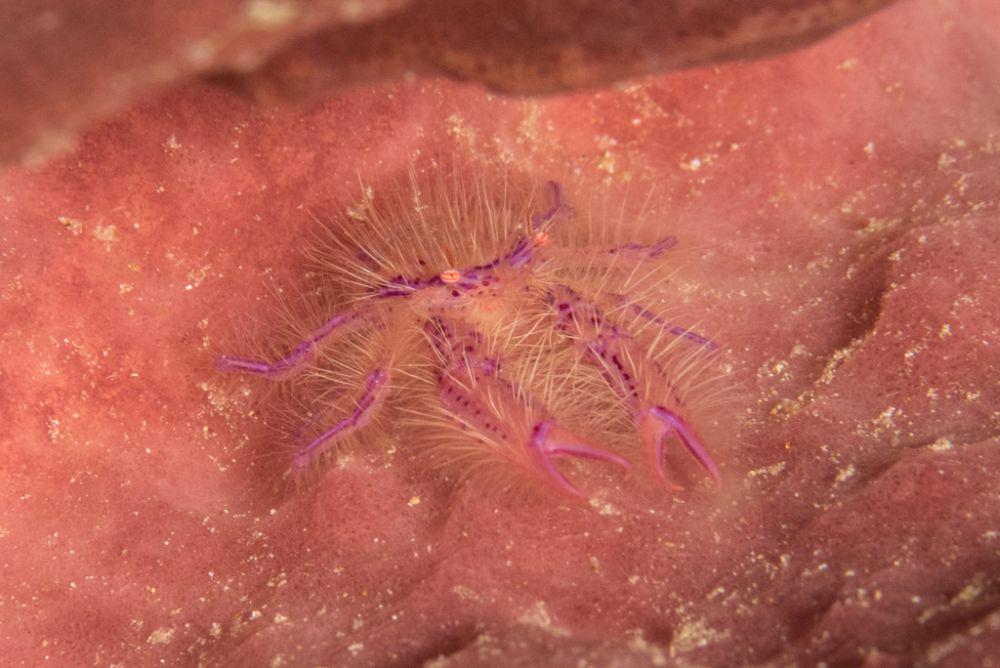 5 Fakta Menarik Hairy Squat Lobster, Kecil dan Ahli dalam Berkamuflase
