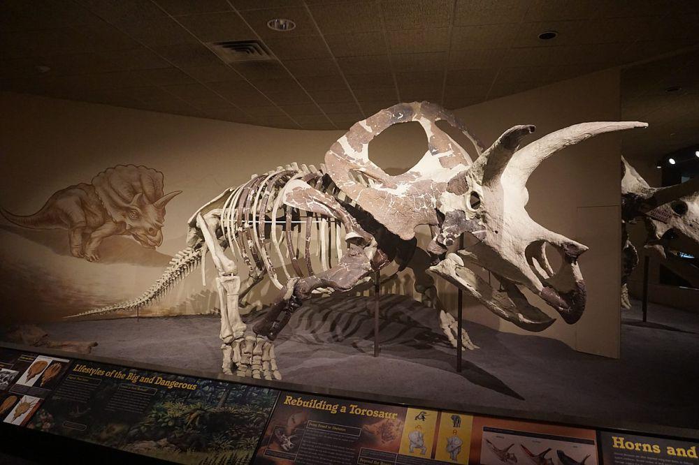 5 Fakta Unik Torosaurus, Dinosaurus Bertanduk Penghuni Periode Kapur