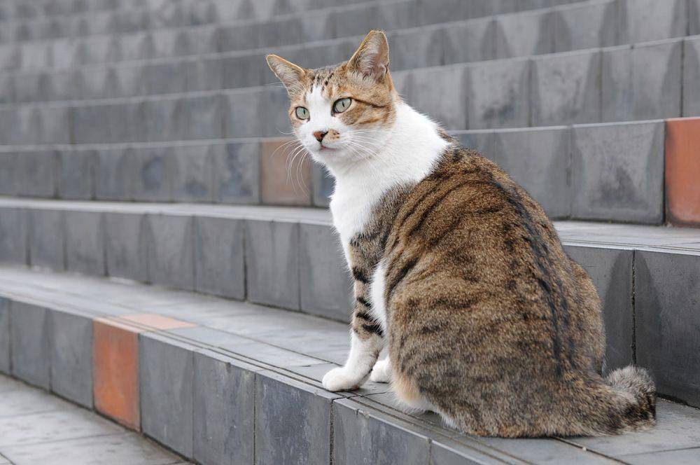 Kucing mujair  (Hisashi from Japan, CC BY-SA 2.0, via Wikimedia Commons)