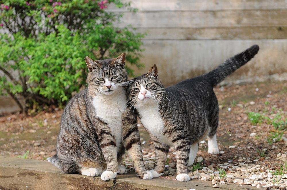 Kucing 101: Asal-usul Pola Mujair 'Tabby' pada Kucing