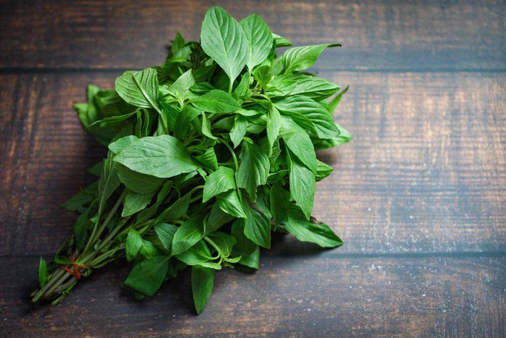 ilustrasi daun kemangi atau basil leaves (vecteezy.com/bigcxlotus)