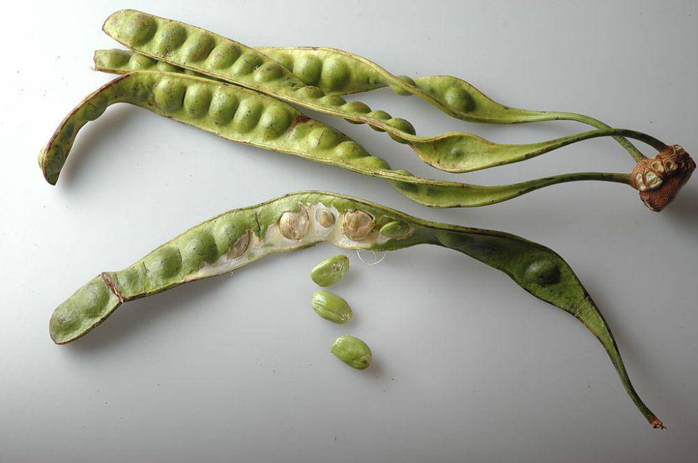 ilustrasi petai atau stink bean (commons.wikimedia.org/Hariadhi)