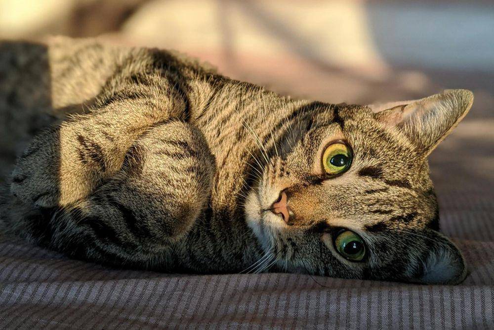 Kucing mujair (pexels.com/@dennis-perreault-1419278)