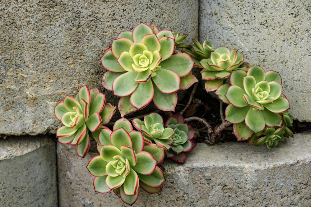 ilustrasi aeonium kiwi (pexels.com/@magda-ehlers-pexels)