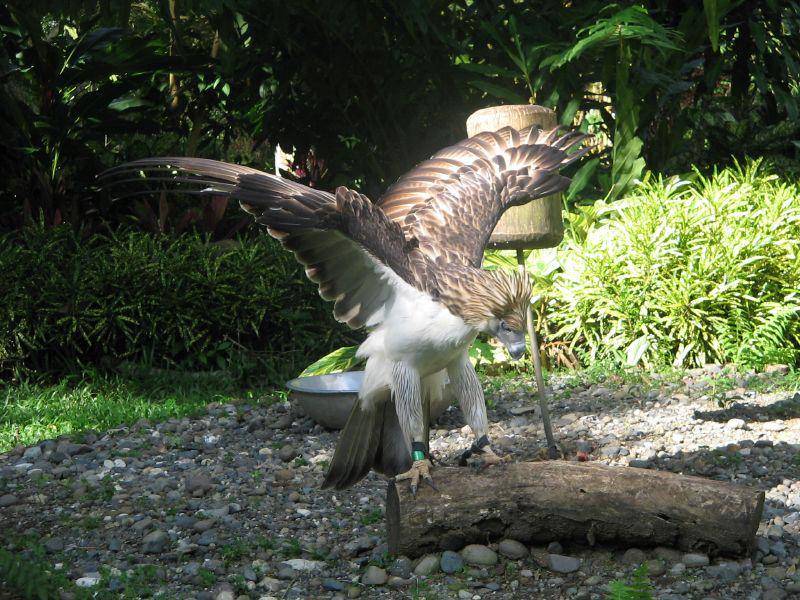 potret elang filipina yang sedang membuka sayapnya (commons.wikimedia.org/Paul Pajo)