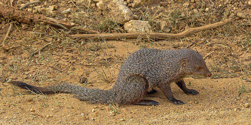 Meski terlihat kecil dan menggemaskan, garangan sebenarnya merupakan predator alami bagi kobra raja. (commons.wikimedia.org/Charles J. Sharp)