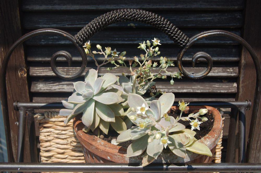 ilustrasi graptopetalum paraguayense (pixabay.com/users/barbara808)