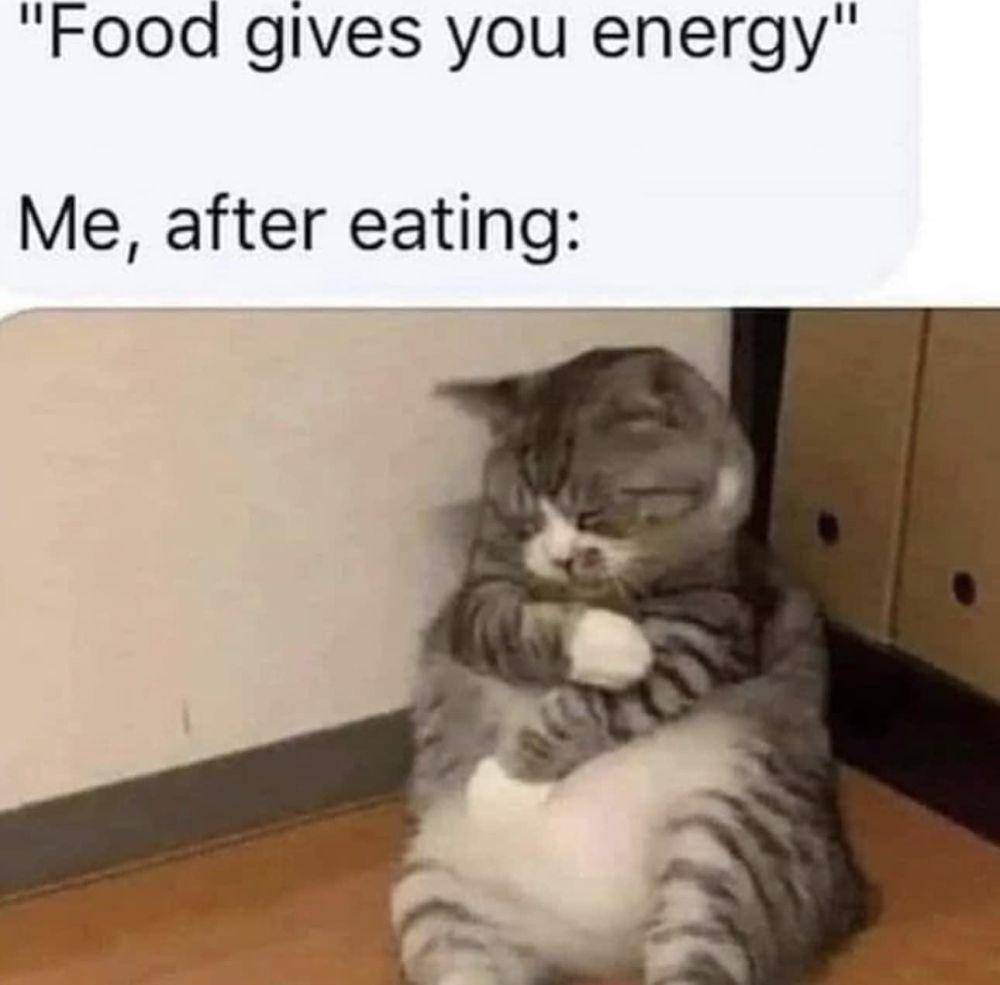 potret meme kucing tidur (reddit.com/user/StellaGray94)