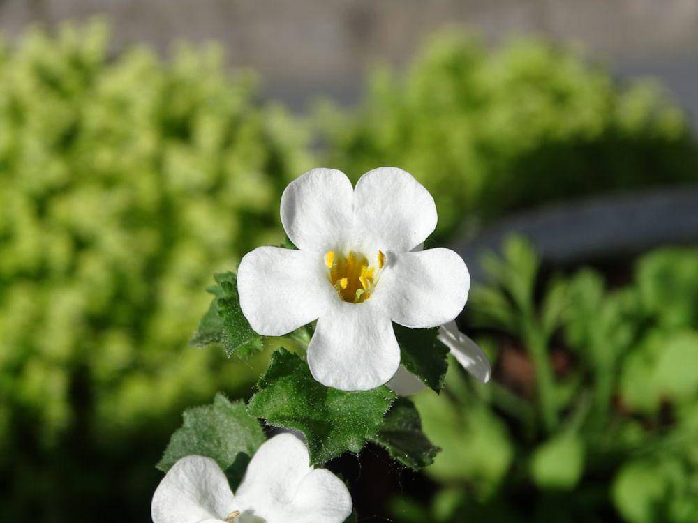 bacopa (unsplash.com/Anne-marie Allesø Rasmussen)