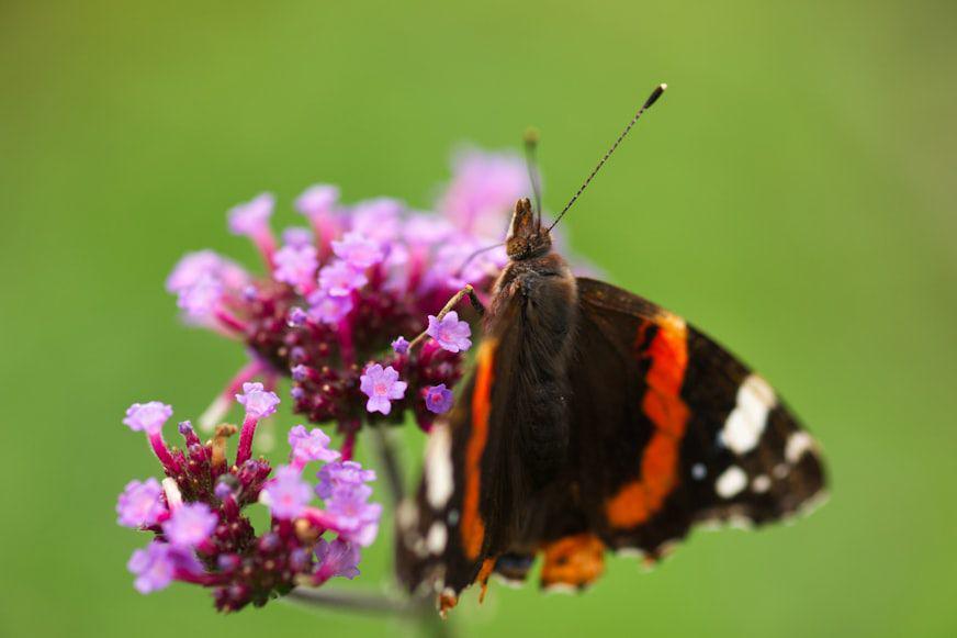 verbena (unsplash.com/Anthony Roberts)