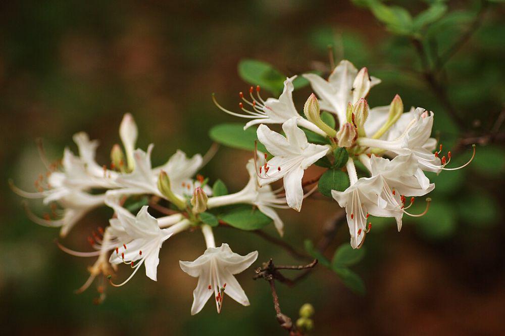 ilustrasi bunga rhodendron (wikimedia.org/Derek Ramsey and Calibas)
