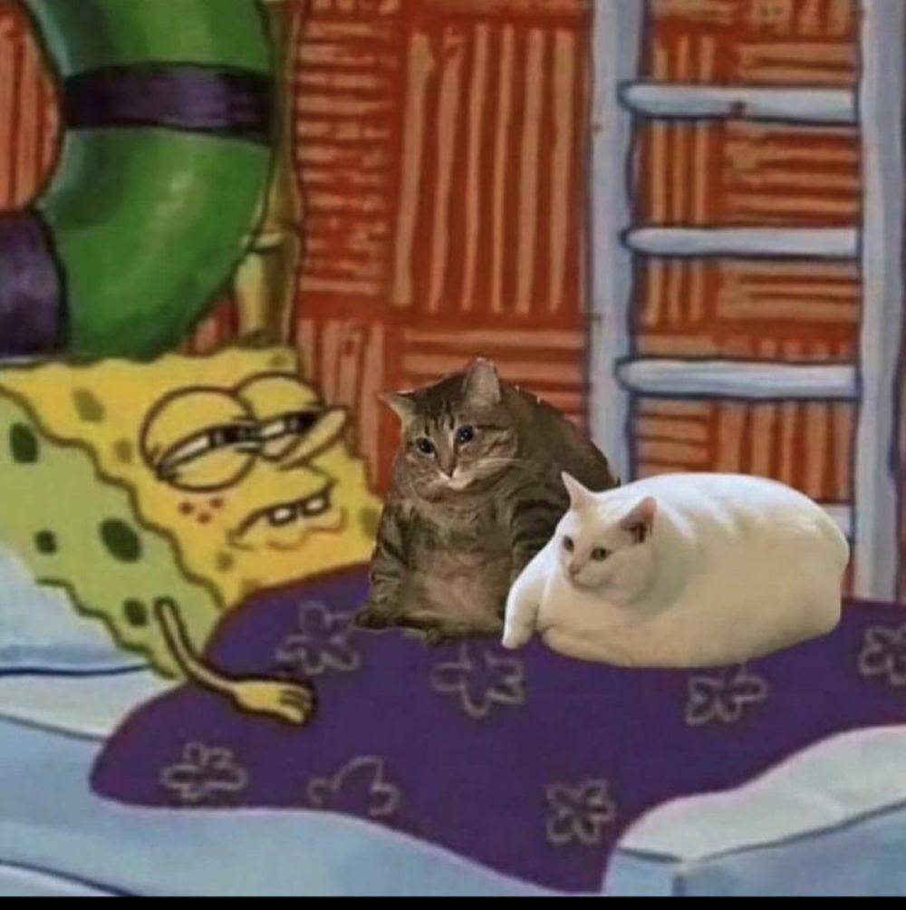 potret meme kucing tidur (reddit.com/user/Lolawildxx)