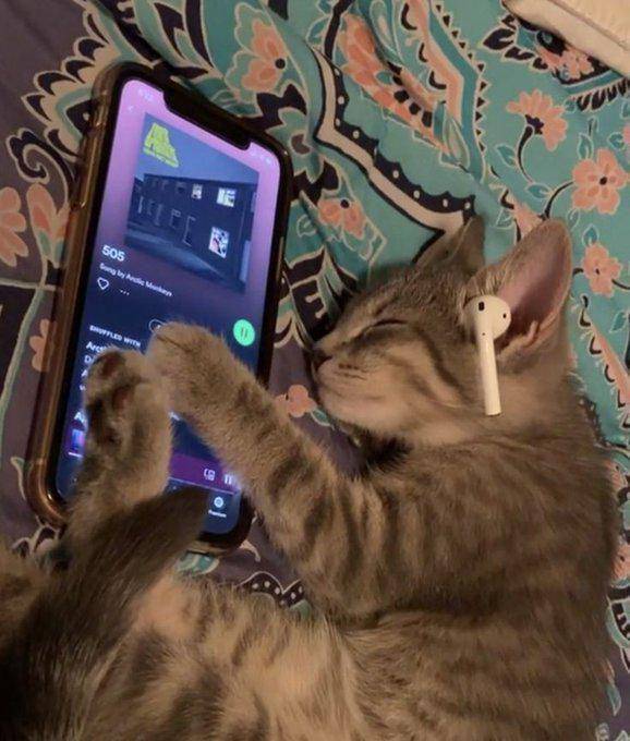 potret meme kucing tidur (reddit.com/user/Div-div-div0)