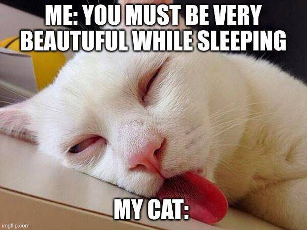 potret meme kucing tidur (reddit.com/user/CoffeeFar40)