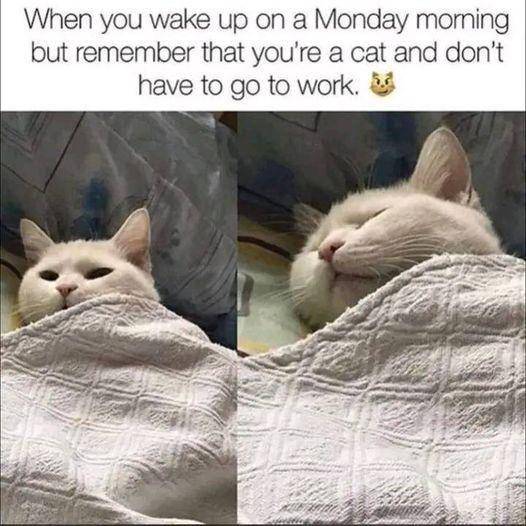 potret meme kucing tidur (reddit.com/user/SamanthaAdams66)
