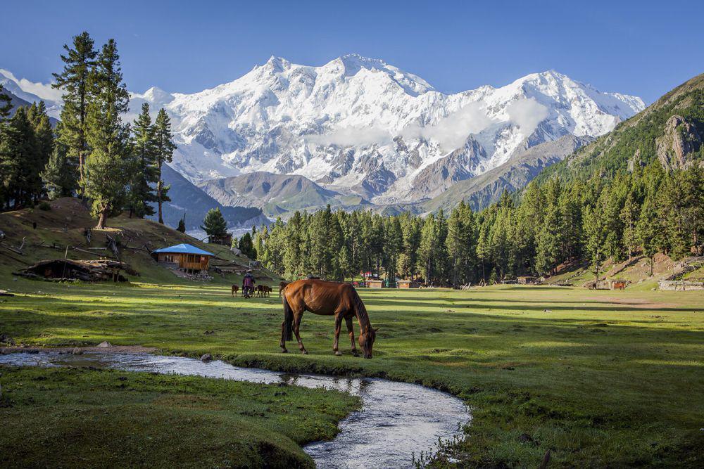 flora fauna sekitar Gunung Nanga Parbat (thewander.travel)