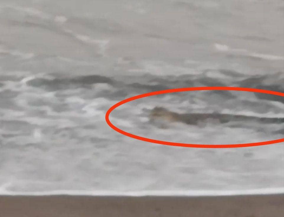 Tangkap layar video amatir kemunculan buaya di tepi Pantai Harapan, Tanggamus. (IDN Times/Istimewa).