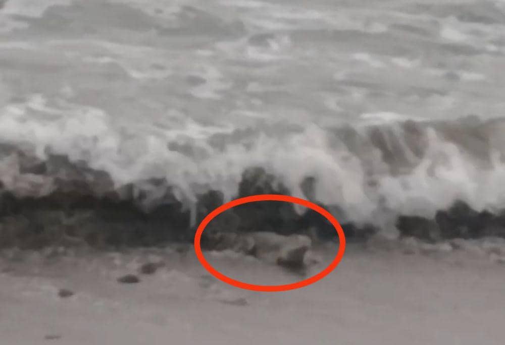 Viral! Warga Heboh Penampakan 5 Buaya di Tepi Pantai Tanggamus