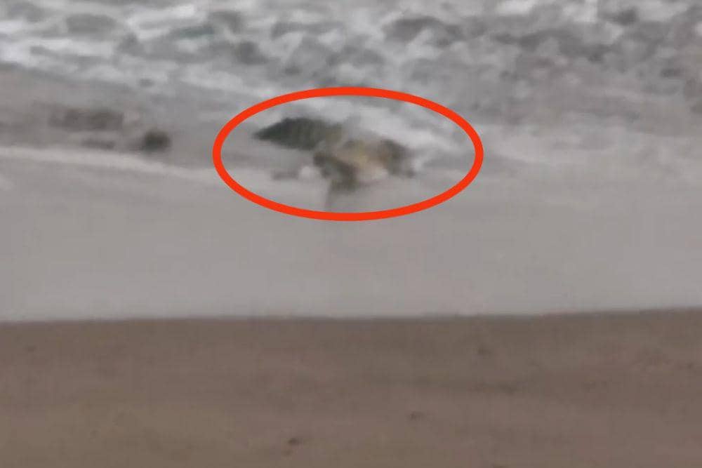 Tangkap layar video amatir kemunculan buaya di tepi Pantai Harapan, Tanggamus. (IDN Times/Istimewa).