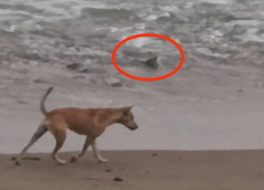Tangkap layar video amatir kemunculan buaya di tepi Pantai Harapan, Tanggamus. (IDN Times/Istimewa).