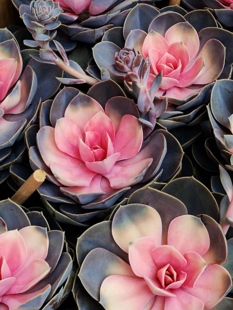 ilustrasi echeveria pelangi (unsplash.com/@ckinwai)