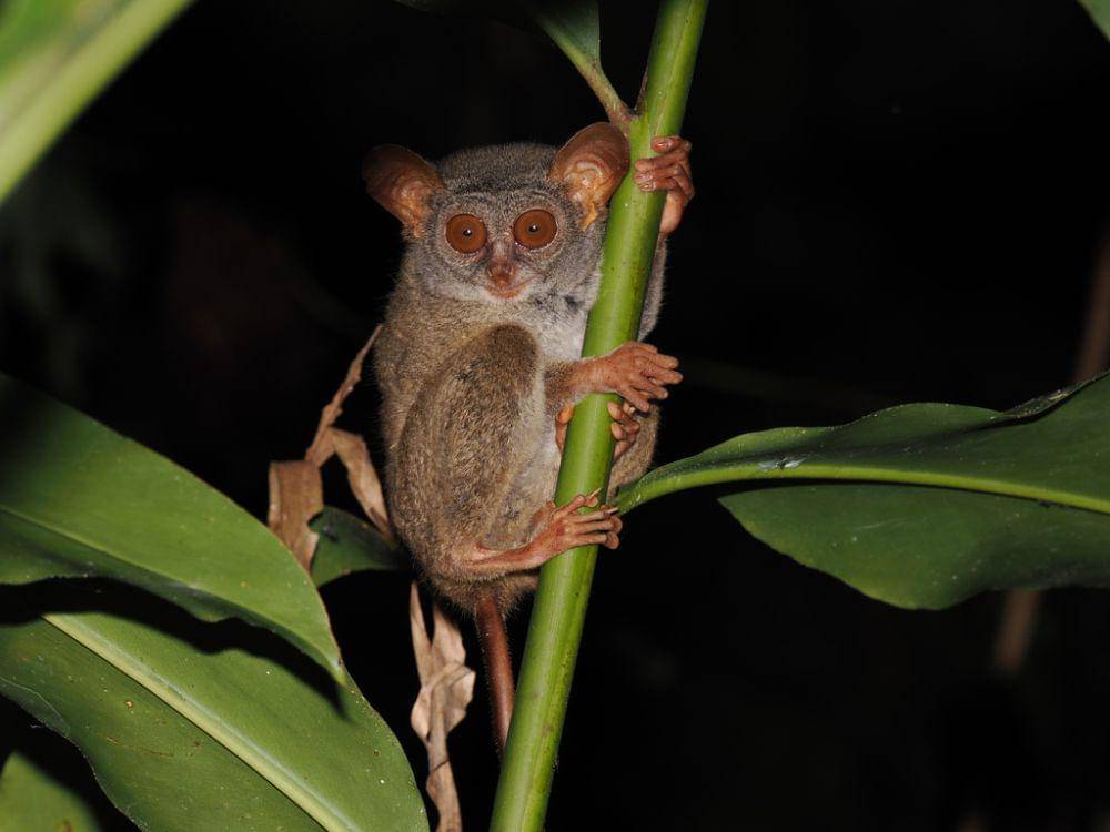 Krabuku siau (inaturalist.org/James Eaton)