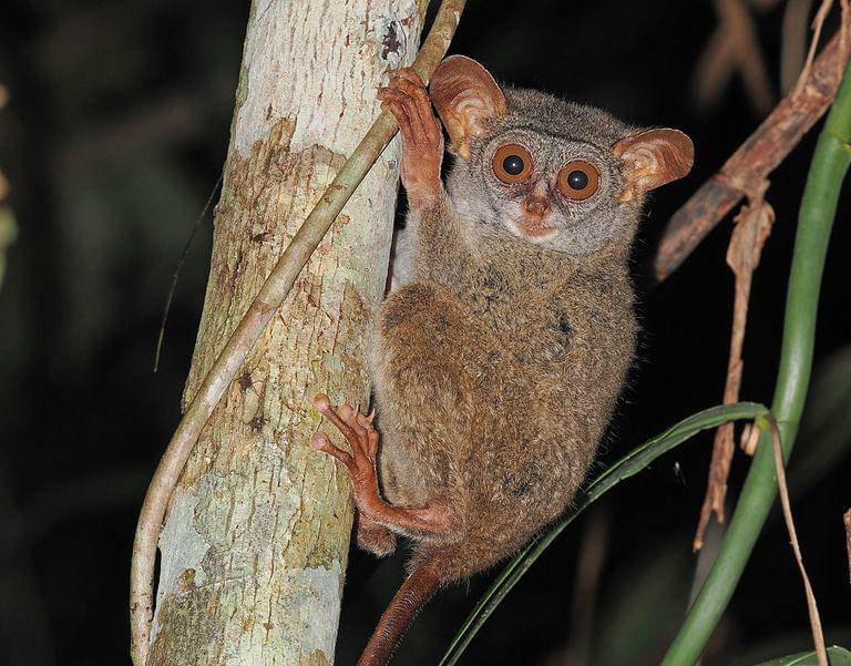 Krabuku siau (inaturalist.org/James Eaton)
