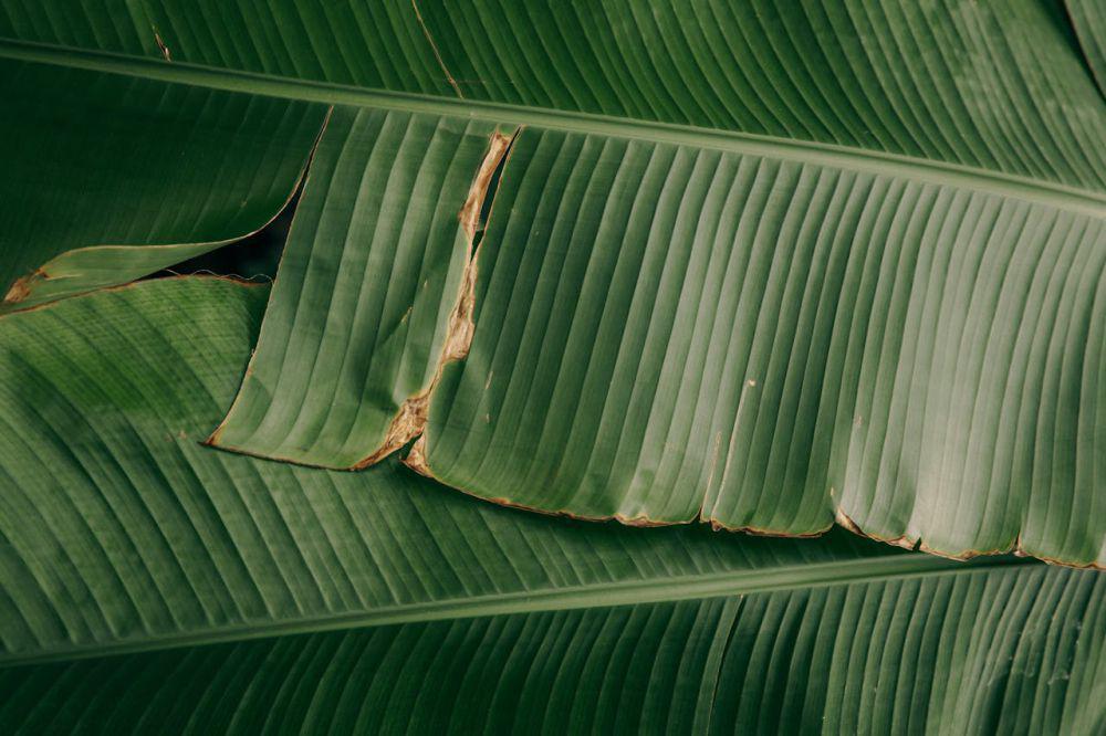 ilustrasi daun pisang (pexels.com/Maksim Goncharenok)