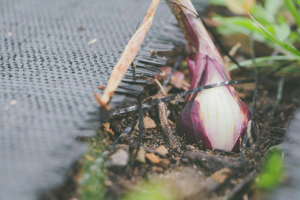 Petani Lahan Pasir di Bantul Mulai Tanam Bawang Merah di Luar Musim