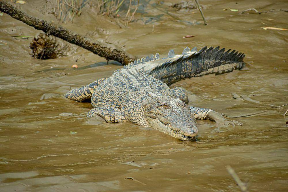 buaya air asin (commons.wikimedia.org/Fabian Roudra Baroi)