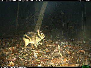 kelinci belang annam (WWF-Vietnam CarBi Project/ Leibniz-IZW)
