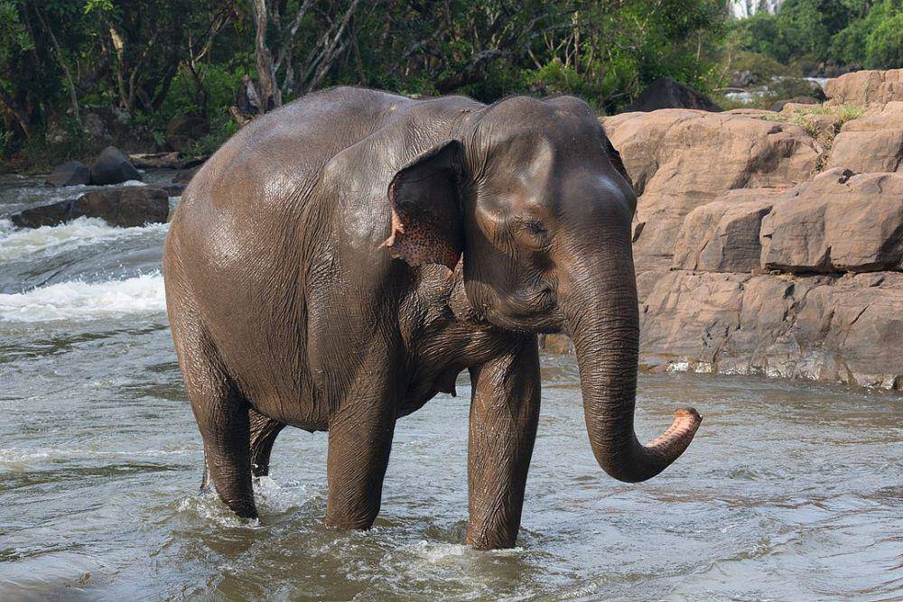 ilustrasi gajah (wikimedia.org/Basile Morin)