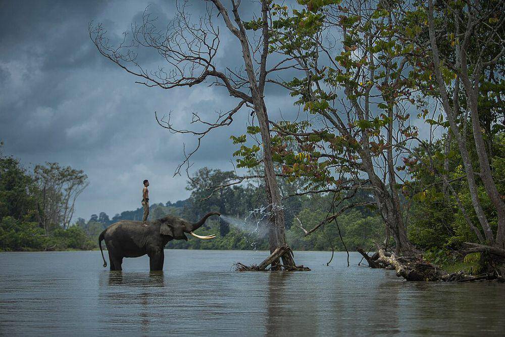 ilustrasi gajah dan manusia (wikimedia.org/Hendrapictures)
