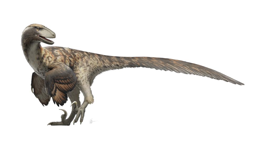 Ilustrasi Deinonychus (commons.wikimedia.org/Fred Wierum)