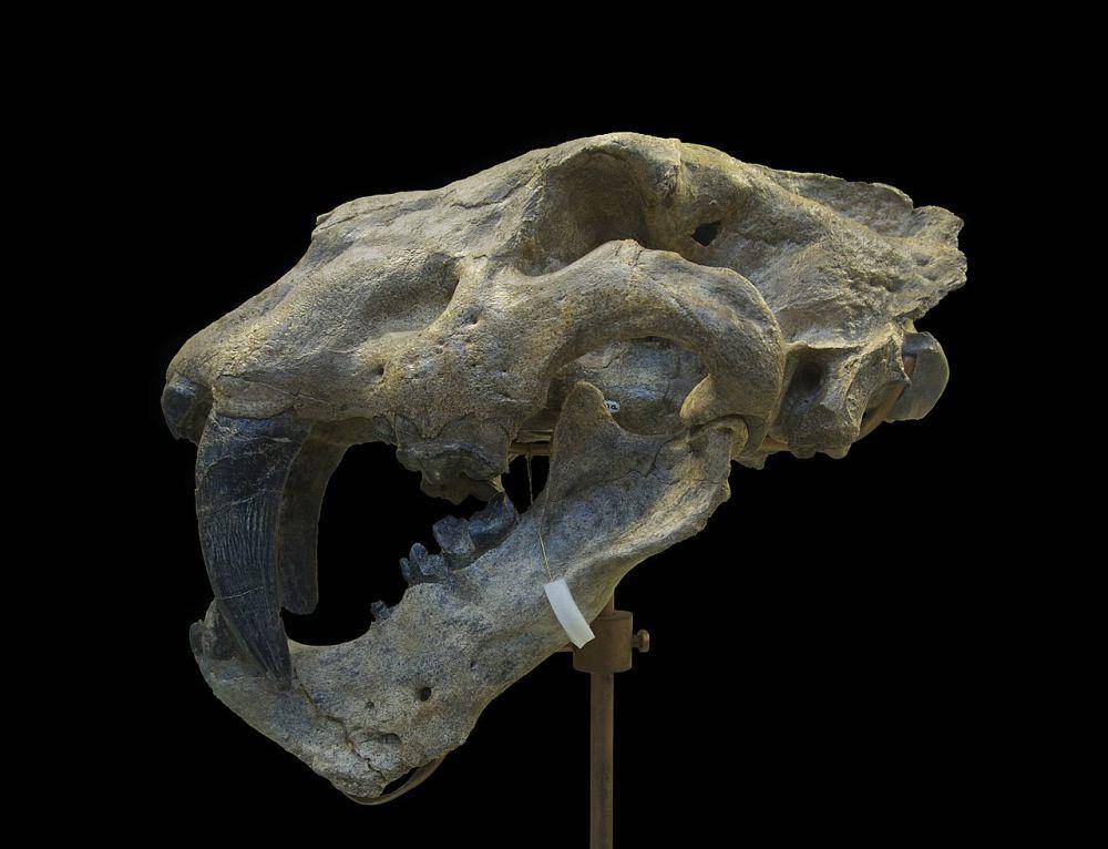 Rekonstruksi kerangka Homotherium (commons.wikimedia.org/Jebulon)