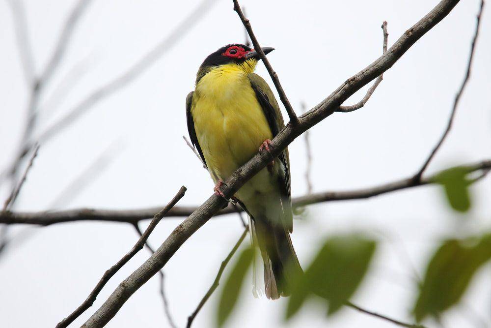 Burung-ara hijau (commons.m.wikimedia.org/Dominic Sherony)