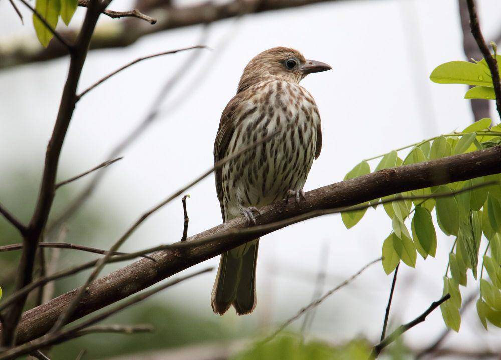 Burung-ara hijau (commons.m.wikimedia.org/Dominic Sherony)